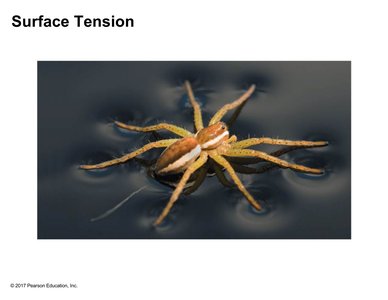 Water strider demonstrating surface tension