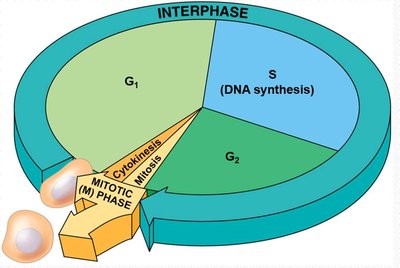 General Biology Study Guide: Cell Division & Cycle Essentials | Notes