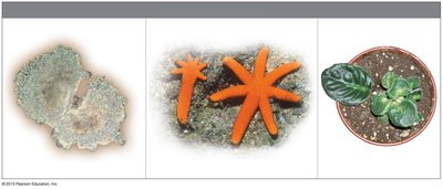 Examples of asexual reproduction: regeneration in sea stars, division in amoeba, and plant growth from a clipping