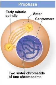 Prometaphase diagram showing spindle fibers and kinetochores