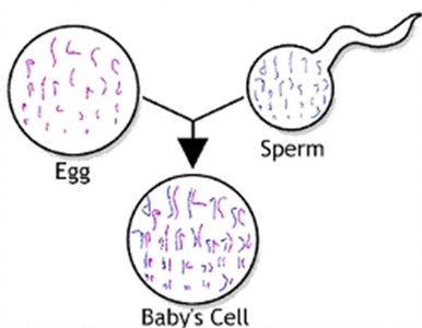 Diagram showing chromosome contribution from egg and sperm to baby's cell