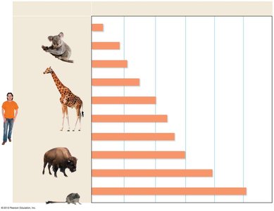 Bar graph showing chromosome numbers in various species