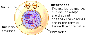 Nucleus In Interphase General Biology Study Guide: Cell Cycle & Meiosis | Notes