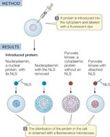 Fluorescent microscopy of protein localization
