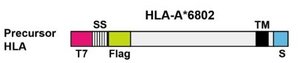Protein domain map with signal sequence