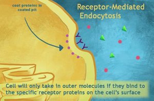 Receptor-mediated endocytosis