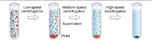 Stepwise separation of cell components by centrifugation
