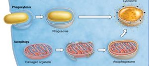 Autophagy pathway
