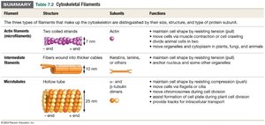 Cytoskeletal filament types
