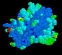 Protein structure model