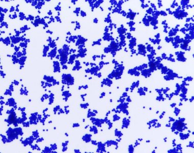 Stained bacterial cells under microscope