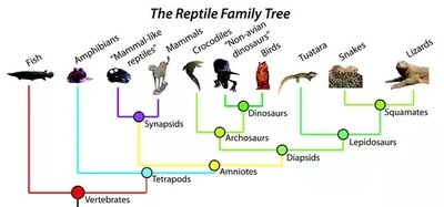 Phylogeny of Nyctibiidae (potoo birds)