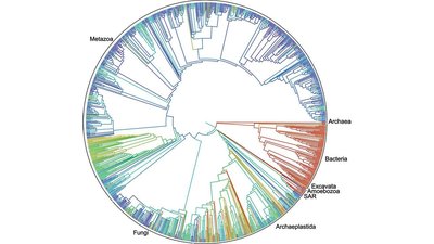 Open Tree of Life (circular phylogeny)