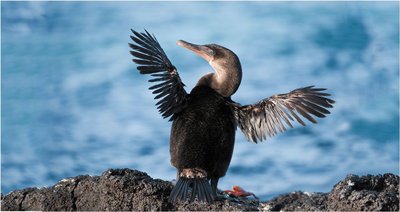 Flightless cormorant of the Galápagos Islands, an example of allopatric speciation
