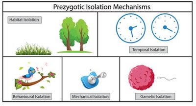 Summary table of prezygotic isolation mechanisms