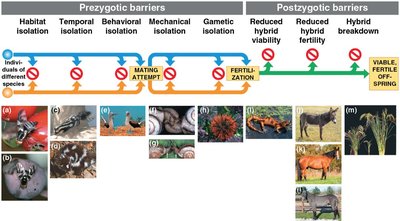 Table summarizing prezygotic and postzygotic barriers with examples