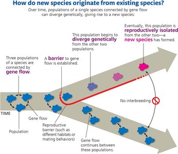 Diagram showing how new species originate from existing species through genetic divergence and reproductive isolation