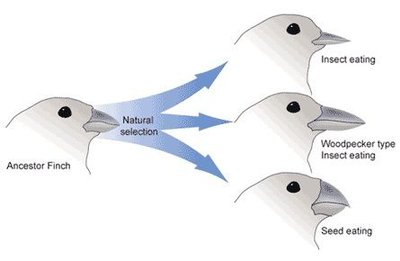 Diagram of natural selection leading to different finch beak types