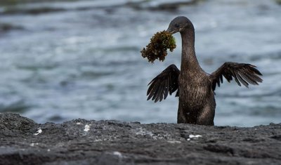 Flightless cormorant with nesting material, illustrating adaptation to a specific environment