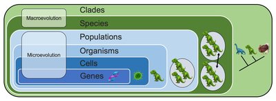 Diagram showing the relationship between microevolution, macroevolution, and clades
