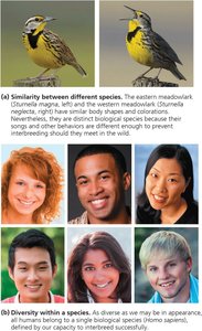 Examples of similarity between different species and diversity within a species