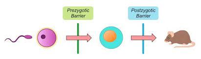 Diagram showing prezygotic and postzygotic barriers