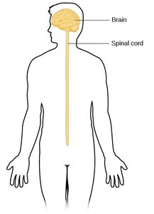 Diagram of the central nervous system: brain and spinal cord