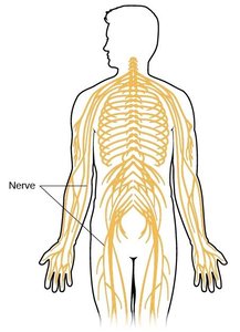Diagram of the peripheral nervous system: nerves branching from the CNS