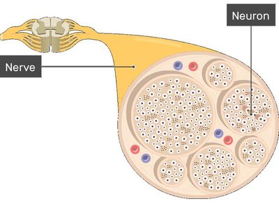 Cross-section of a nerve showing bundles of neurons