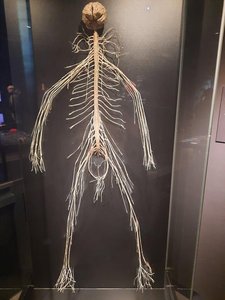 Dissected human nervous system showing CNS and PNS