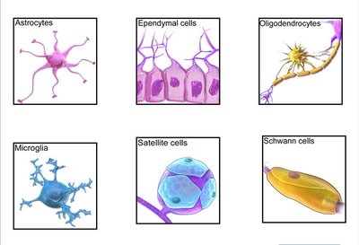Types of glial cells: astrocytes, oligodendrocytes, microglia, etc.