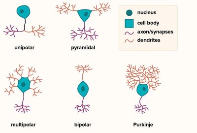 Types of neurons: unipolar, multipolar, bipolar, etc.