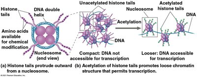 Histone acetylation and chromatin structure