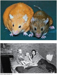 Epigenetic effects in mice and humans