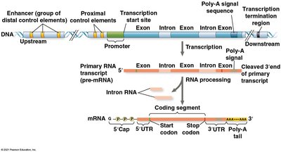 Organization of a typical eukaryotic gene
