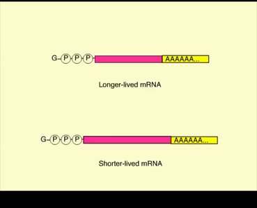 mRNA degradation and stability
