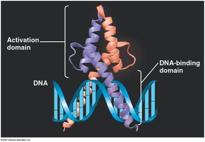 Enhancer and activator function in transcription