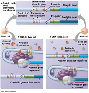 Combinatorial control of gene activation