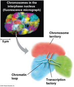 Chromosome territories and transcription factories