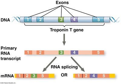 Alternative RNA splicing
