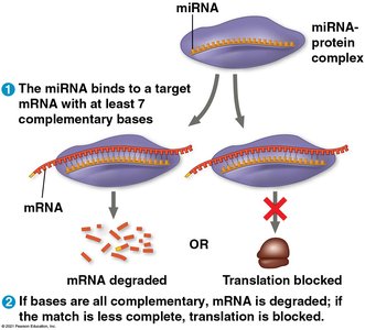 miRNA-mediated gene silencing