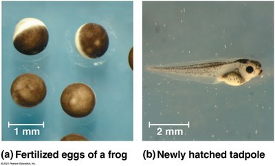 Fertilized eggs and tadpole development