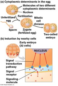 Cytoplasmic determinants and induction in early development