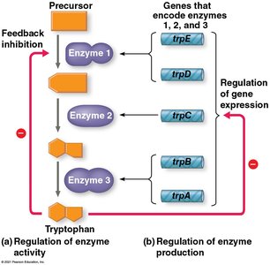 Feedback inhibition and gene regulation in tryptophan synthesis