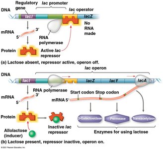 lac operon regulation