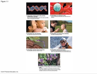 Examples of characteristics of life