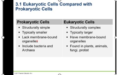 Diagram of a prokaryotic cell