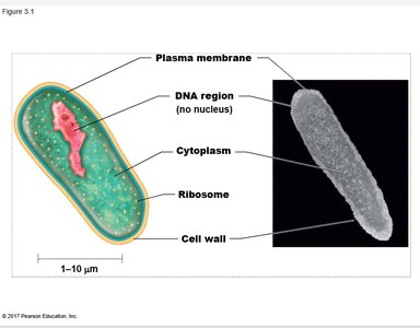 Diagram of a eukaryotic cell with labeled organelles