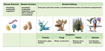 Three-domain classification system