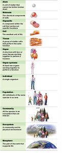 Levels of biological organization